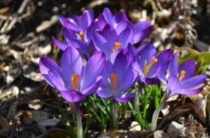 flori si ganduri frumoase de 8 martie